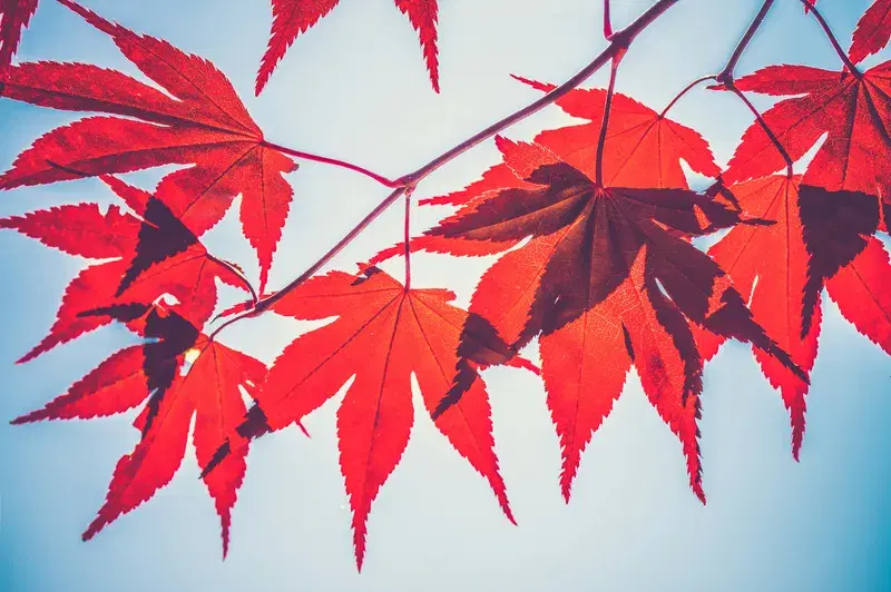 Cover Image for The Healing Power of Nature: Embracing Mindfulness with Red Maple Trees