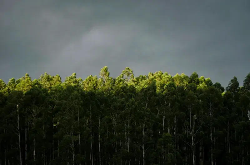 Cover Image for The Healing Power of Nature: Embracing Green Spaces for Mental Wellness