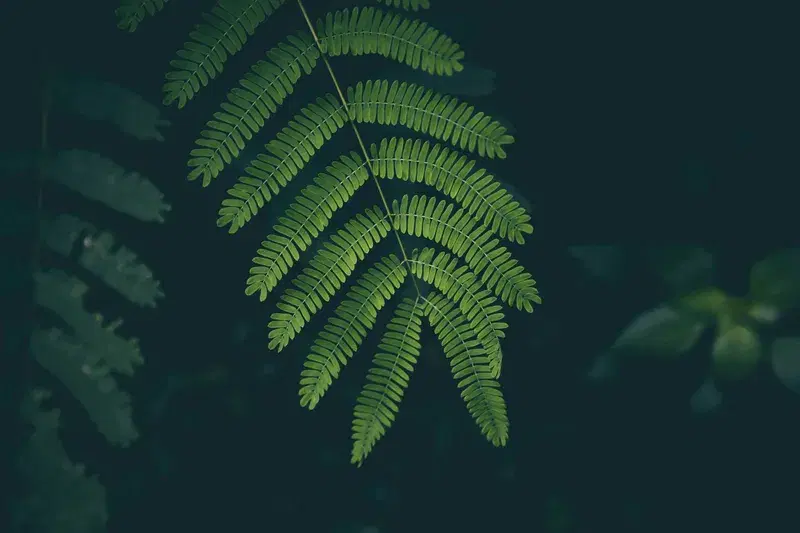 Cover Image for The Healing Power of Nature: Embracing Green Spaces