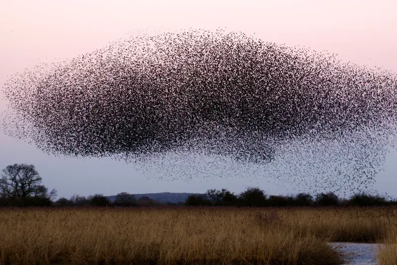 Cover Image for The Healing Power of Nature: Finding Mindfulness in Flocks