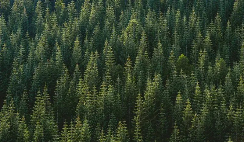 Cover Image for The Healing Power of Nature: How Forests Improve Mental Health