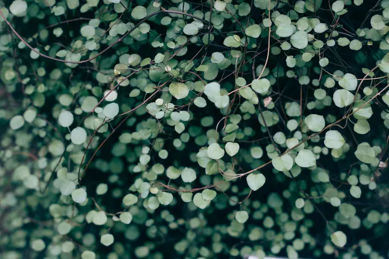 Cover Image for The Healing Power of Nature: Incorporating Leaves into Mindfulness Practices