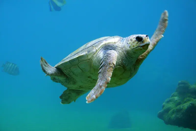 Cover Image for The Healing Power of Nature: How Sea Life Connects Us to Mindfulness