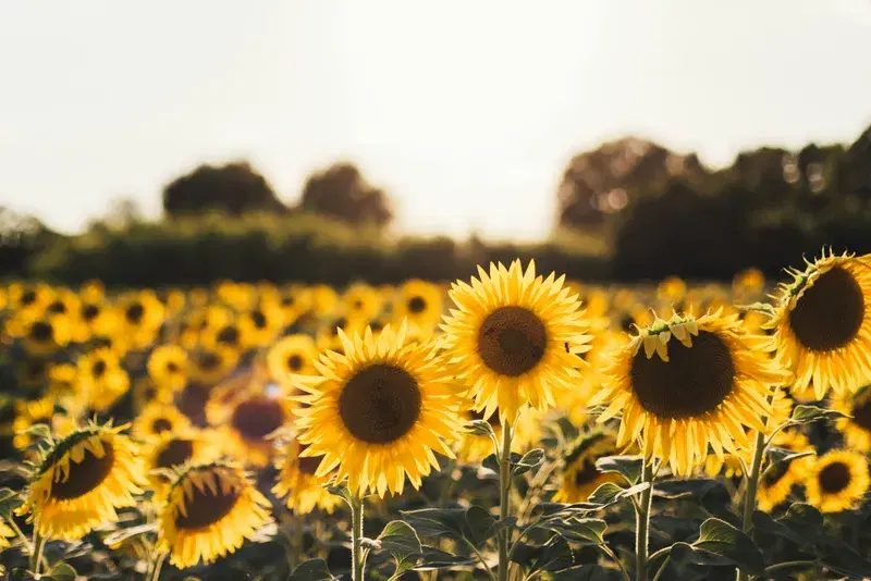 Cover Image for The Healing Power of Nature: Embracing Sunflower Fields for Wellness