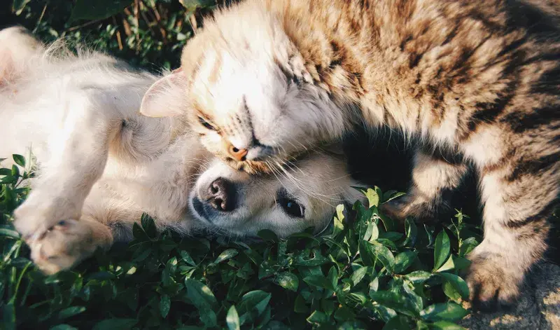 Cover Image for The Healing Power of Pets: How Furry Friends Enhance Our Well-Being