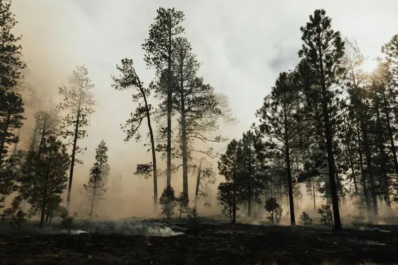 Cover Image for The Importance of Controlled Burns in Forest Management