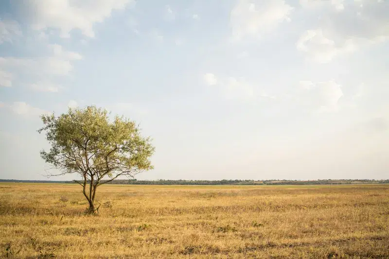 Cover Image for The Importance of Nature in Promoting Wellness