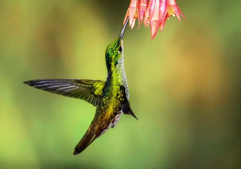 Cover Image for The Importance of Pollinators in Nature and our Well-Being