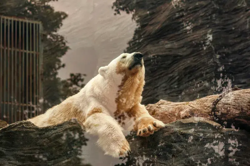Cover Image for The Importance of Wildlife for Mental Well-Being