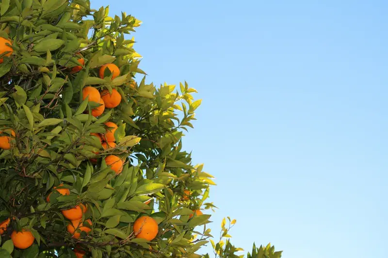 Cover Image for Transform Your Space with Indoor Citrus Trees for Wellness