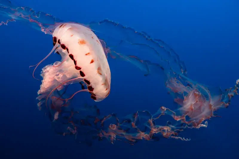 Cover Image for The Serene Beauty of Jellyfish: Nature's Wonder for Mindfulness