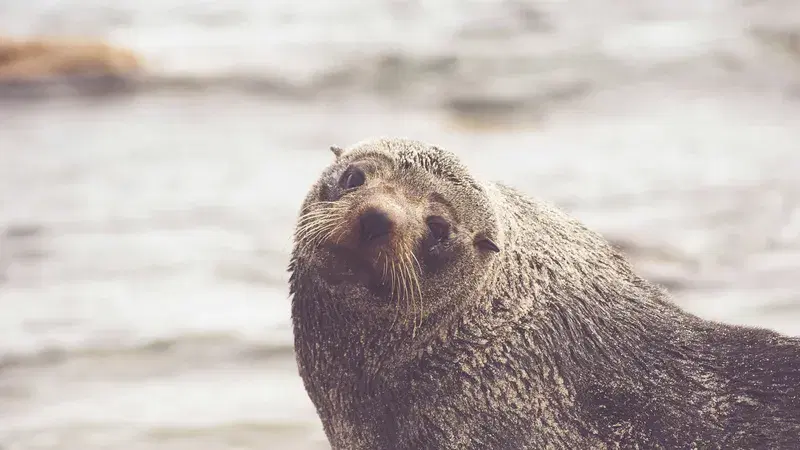 Cover Image for The Joy of Nature: Embracing Wildlife for Mindfulness