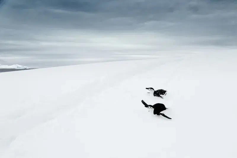 Cover Image for The Joy of Nature: Finding Mindfulness in Antarctica's Wildlife