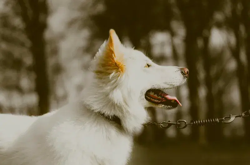 Cover Image for The Joy of Pets: How Dogs Contribute to Our Wellness