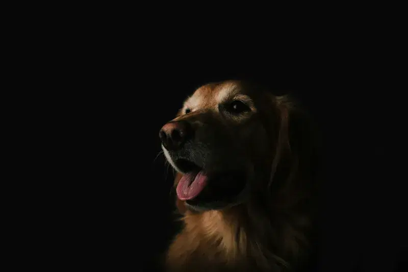 Cover Image for The Joy of Pets: How Dogs Enhance Our Mental Well-being