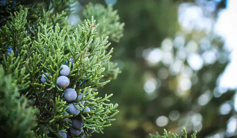 Cover Image for Exploring the Benefits of Juniper Berries for Wellness