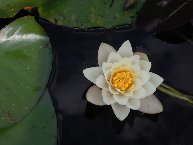 Cover Image for The Symbolism of the Lotus: Embracing Mindfulness Through Nature