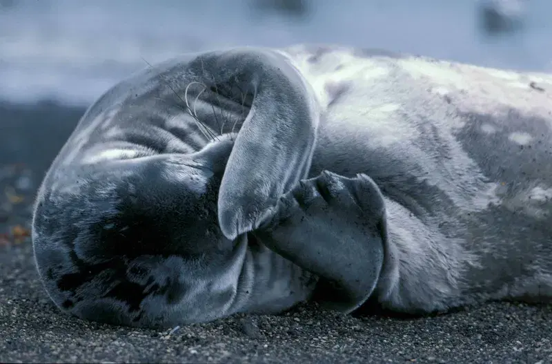 Cover Image for The Importance of Marine Life in Eco-Friendly Living