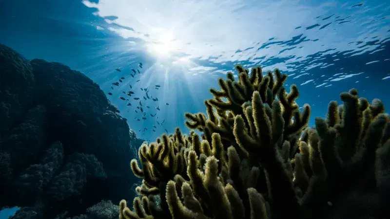 Cover Image for The Meditative Experience of Diving in Micronesia's Underwater Graveyard