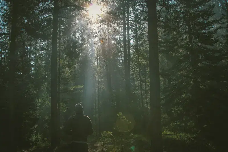 Cover Image for Embracing Nature: The Mental Health Benefits of Hiking in the Woods