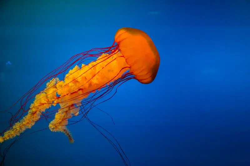 Cover Image for The Mindful Beauty of Nature: Lessons from Jellyfish