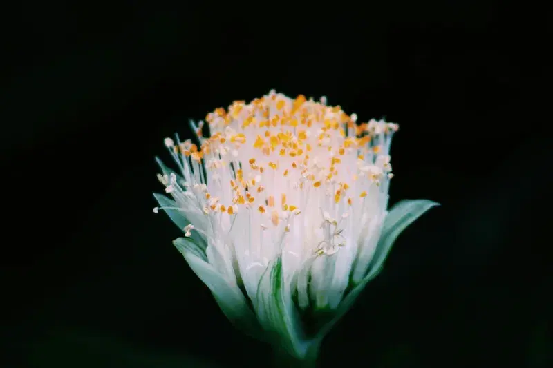 Cover Image for Finding Peace in Nature: The Mindful Benefits of Gardening