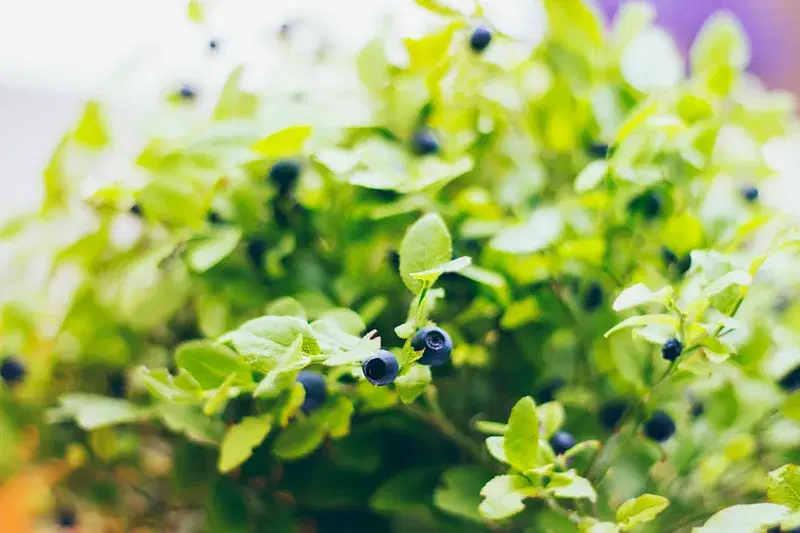 Cover Image for Mindful Eating: Incorporating Fresh Blueberries into Your Diet