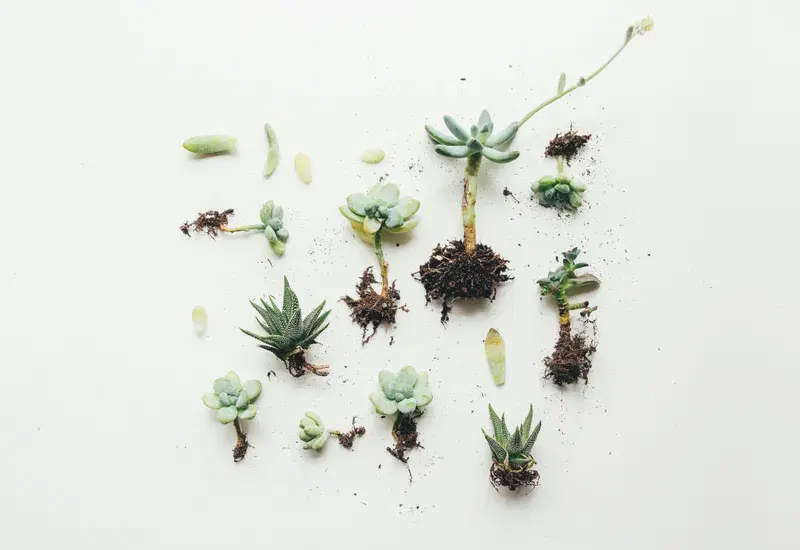 Cover Image for Mindful Gardening: Connecting with Nature Through Succulents