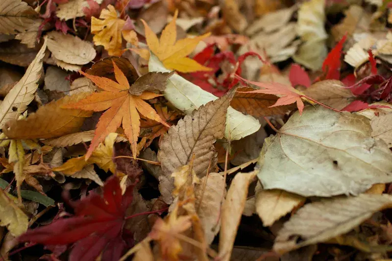 Cover Image for The Mindful Harvest: Using Autumn Leaves for Eco-Friendly Crafts