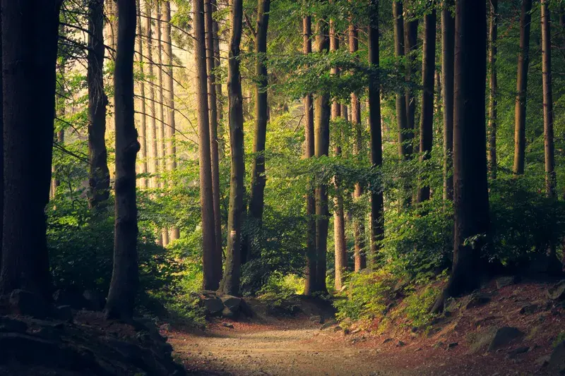 Cover Image for Mindful Hiking: Connecting with Nature on Woodland Paths