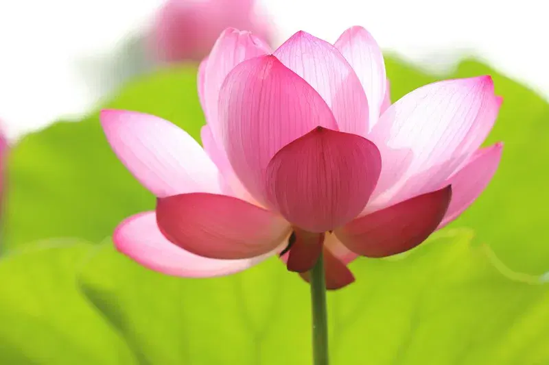 Cover Image for The Mindful Lotus: Using Flowers for Mental Health and Wellbeing