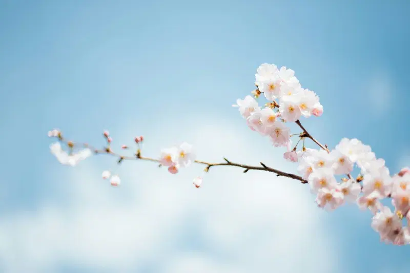 Cover Image for Mindful Moments: Finding Calm in Spring's Blossoming Nature