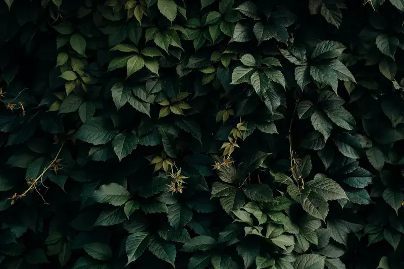 Cover Image for Creating a Mindful Space with Indoor Plants