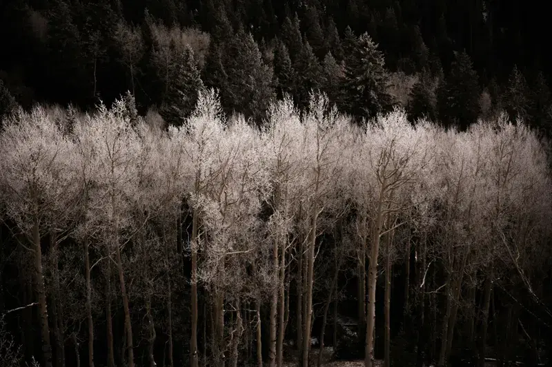 Cover Image for Embracing Nature: The Benefits of Mindful Walking in the Forest