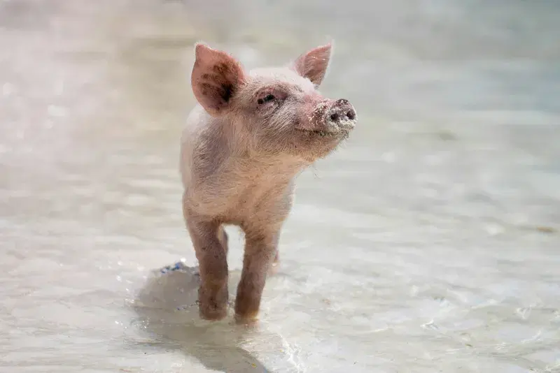 Cover Image for Embracing Nature: Finding Mindfulness Through Animal Encounters