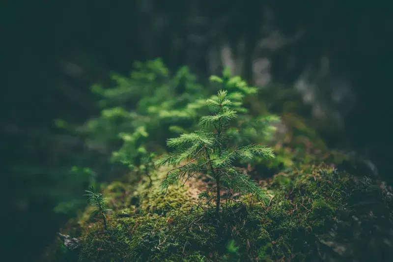 Cover Image for Connecting with Nature: The Mindfulness Benefits of Plant Care