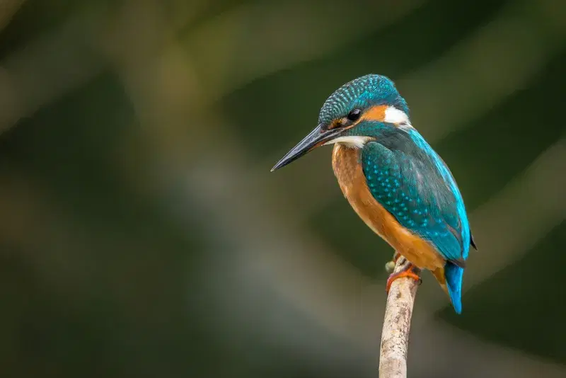 Cover Image for Connecting with Nature: The Mindfulness Benefits of Birdwatching