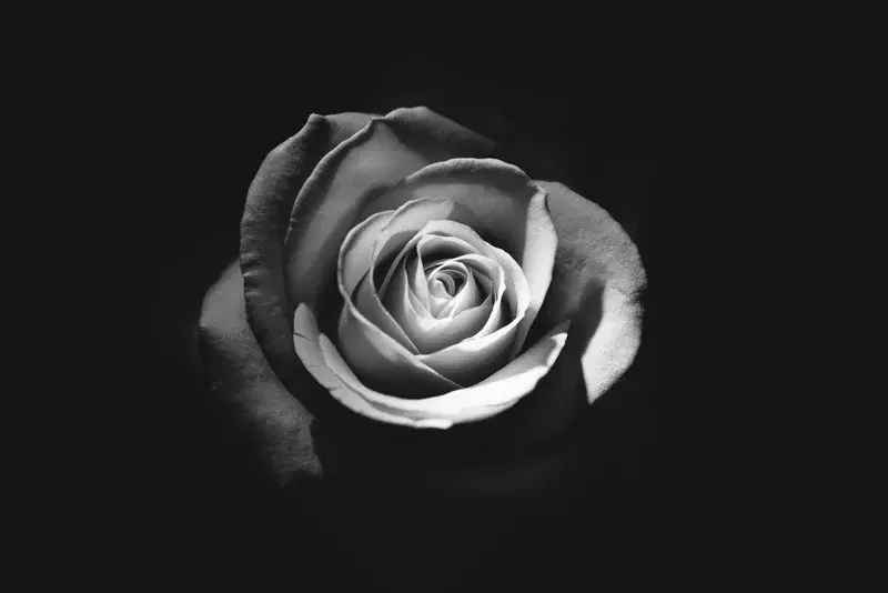 Cover Image for Finding Serenity in Nature: The Mindfulness Benefits of Grayscale Flower Photography