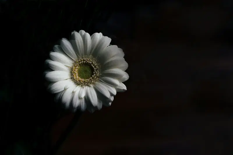 Cover Image for Mindfulness in Nature: The Calming Effect of Flowers