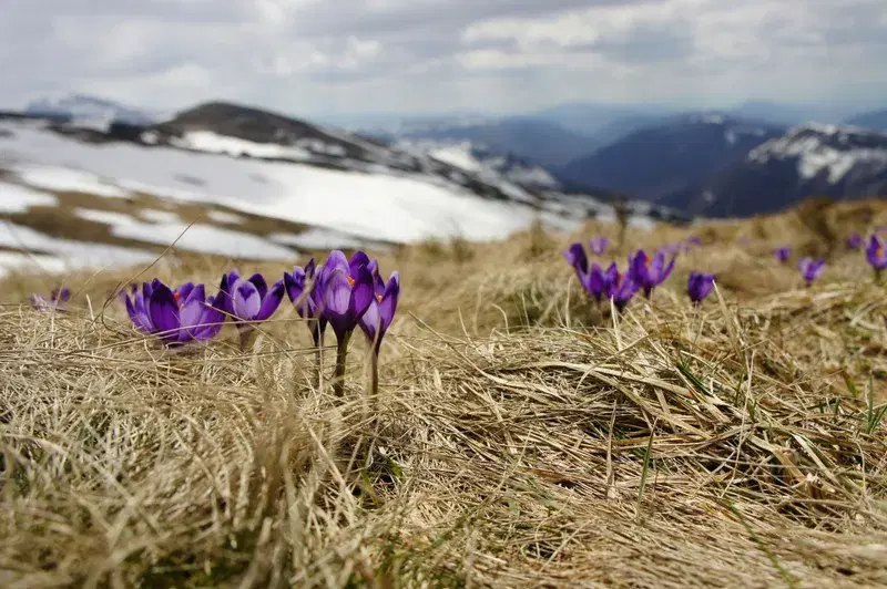 Cover Image for Finding Mindfulness in Nature: The Serenity of Blooming Saffrons