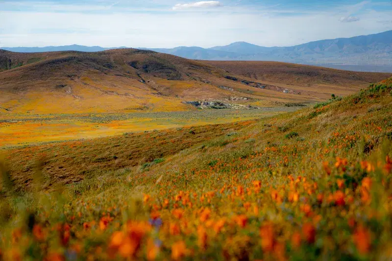 Cover Image for Finding Mindfulness in Nature: The Benefits of Outdoor Scenery