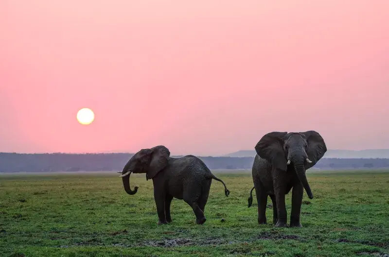 Cover Image for Finding Mindfulness in Nature: Lessons from Wildlife