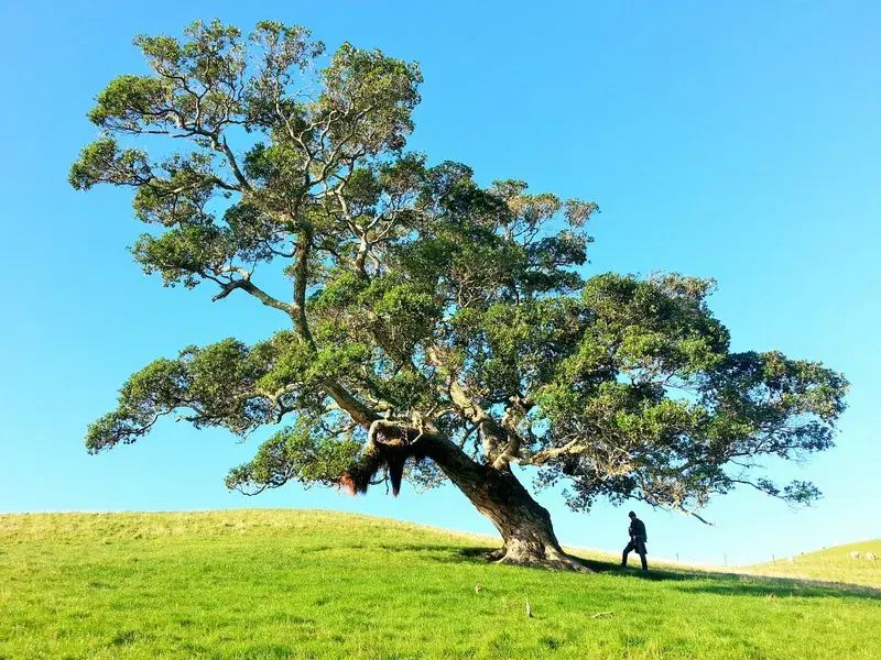 Cover Image for Finding Mindfulness in Nature: The Benefits of Spending Time Outdoors