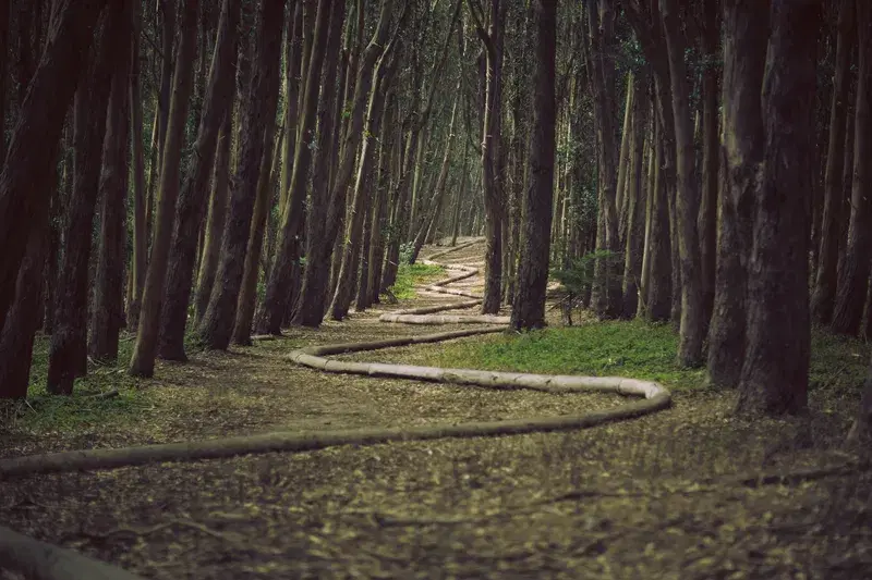 Cover Image for Finding Mindfulness in Nature: The Benefits of Outdoor Walks