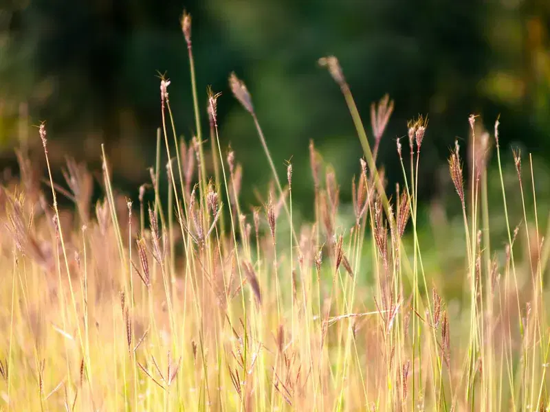 Cover Image for The Benefits of Mindfulness in Nature: Finding Peace in Brown Grass