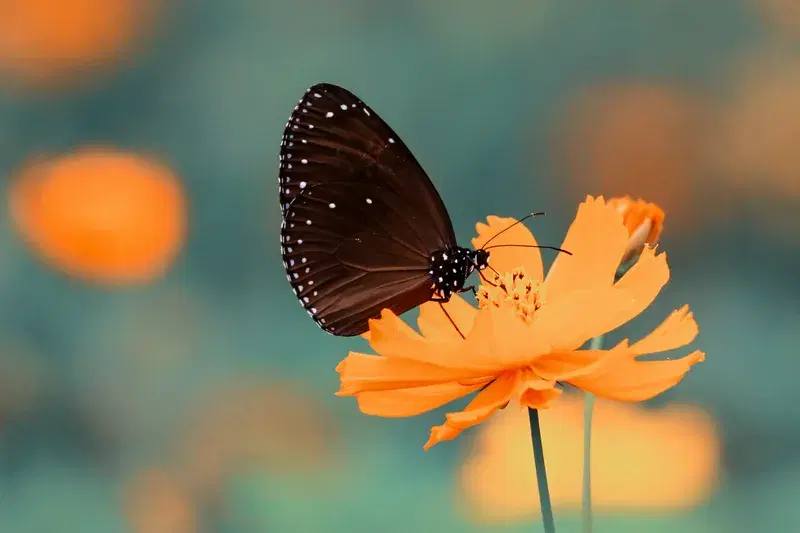 Cover Image for Mindfulness in Nature: The Importance of Butterflies in Our Ecosystem