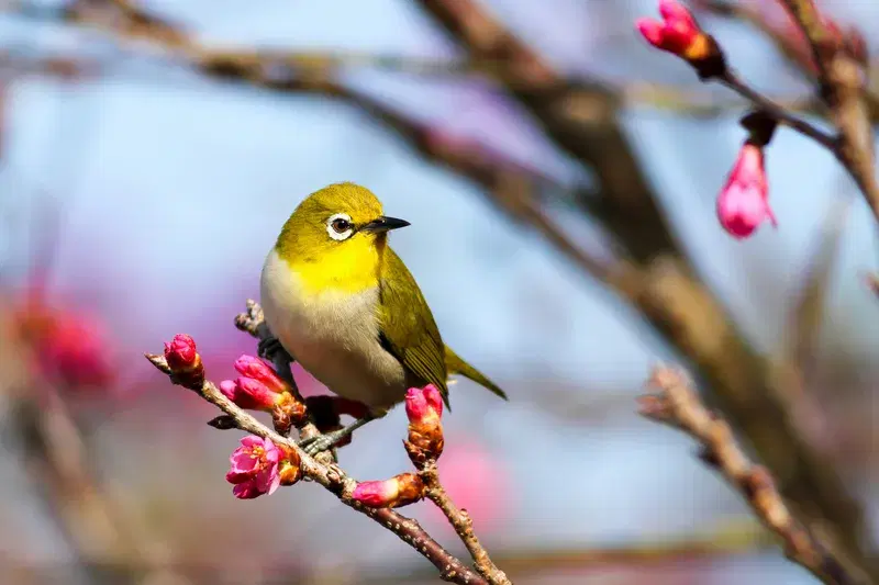 Cover Image for Mindfulness in Nature: The Serenity of Cherry Blossoms