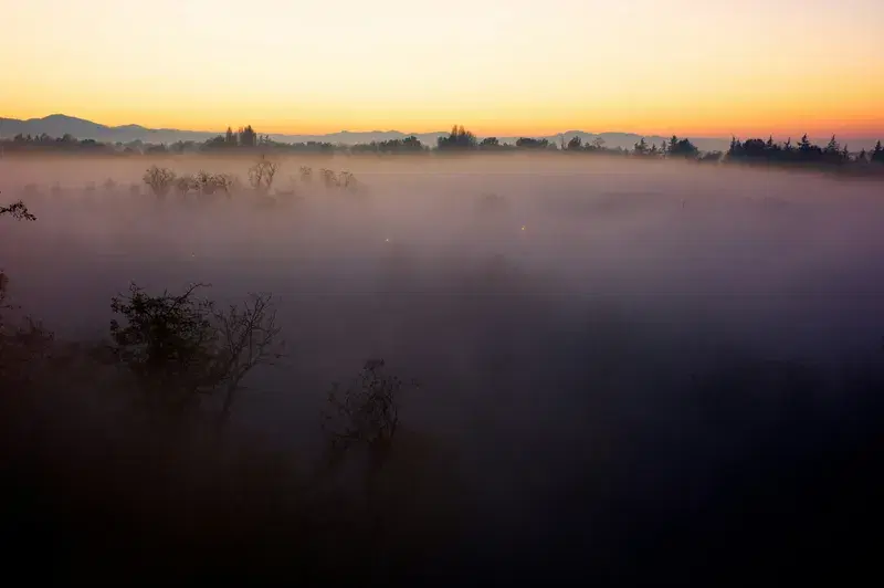 Cover Image for Finding Mindfulness in Nature: The Power of Foggy Forests