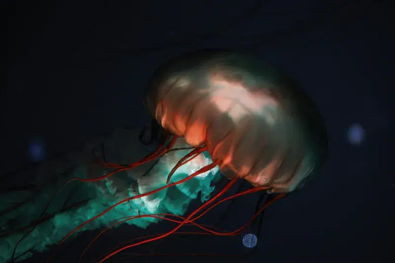 Cover Image for The Beauty of Nature: Mindfulness Through Jellyfish Observation