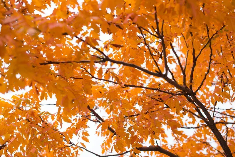 Cover Image for Finding Mindfulness in Nature: The Beauty of Autumn Landscapes